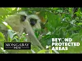 Golden langur one of the world s most endangered primates