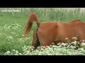 The Season On The Farm Mixed With Donkey and Breeds Of Quarter Horses