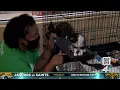 With shelter full Jacksonville Humane Society offering free adoptions
