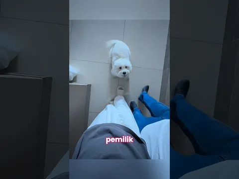 Anjing Ini Setia Menunggu Pemiliknya Pulang 🥺 #shorts