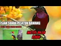 Download Lagu Masteran burung pelatuk bawang untuk isian burung konin gemericik air