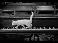 Download Lagu Os Três Patetas  1943  - Heróis Excêntricos.