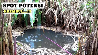 Download BIKIN GREGET, saat pemancing vs ikan sama² ganas \u0026 lapar #PR-211 MP3