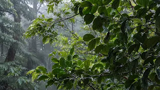 10 Hours of Rain Sound Relaxation / Ultimate Stress Relief, Deep Sleep, Meditation, Yoga,...