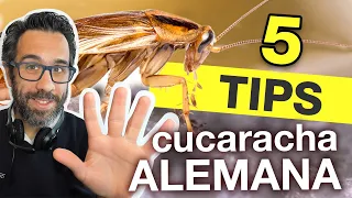 5 TIPS PARA CONTROLAR BLATTELLA GERMANICA O "CUCARACHA ALEMANA"