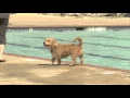 Pooch Pool Party