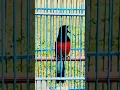 Download Lagu nGeriiii | LOVEBIRD RASA MURAI
