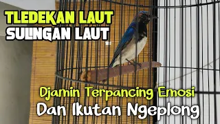 Download Dijamin Pasti Ikutan Ngeplong Suara Teledekan Laut Gacor Buat Pancingan Tledekan Tidak Mau Bunyi MP3