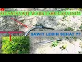 Download Lagu TEKNIK MUDAH MEMUSNAHKAN RUMPUT MENJALAR ‼️ | MURAH MERIAH SAWIT DI JAMIN MAKIN SUBUR ⁉️