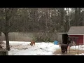 NJ animal refuge struggling to reopen after damage from blizzard