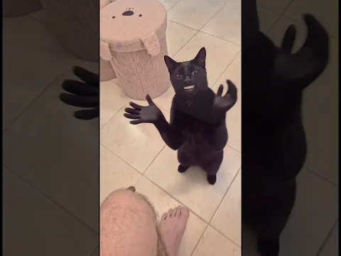 Cat clapping meme original