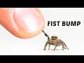 Download Lagu The Journey of Making Friends With a Tiny Spider