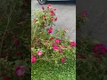 Download Lagu Roses are colorful 🌹💐#roses #garden #gardening