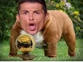 Download Lagu WHO LET THE DOG OUT? - Marca Blanca