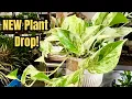NEW Plant Drop at Lowe s I Wasn t Expecting THIS