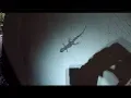 Invasive Geckos All over Florida
