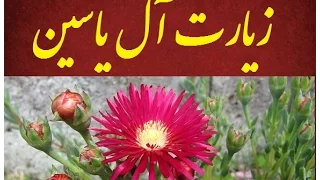 زیارت آل یاسین  ویدیو                                دندنها