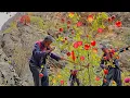 Wild apple harvesting in the heart of Iran's pristine nature, a journey to dangerous mountains