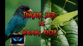 tengkek buto vs belalang kecek sangat cocok untuk masteran burung anda 