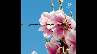 أنا زهره بدون إيقاع مع الكلمات 