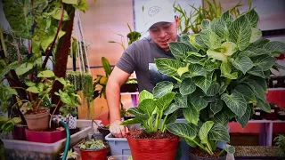 How to Care for and Propagate Philodendron Birkin