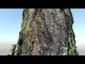 3D Scan - Tree trunk