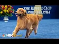 National Dog Show 2019 Best in Show Full Judging NBC Sports