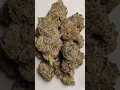 Slapz Cannabis strain Dr Greenbody