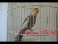 Download Lagu Burung Falk Ngekek Panjang, Pancingan Parkit Australia Untuk Harian