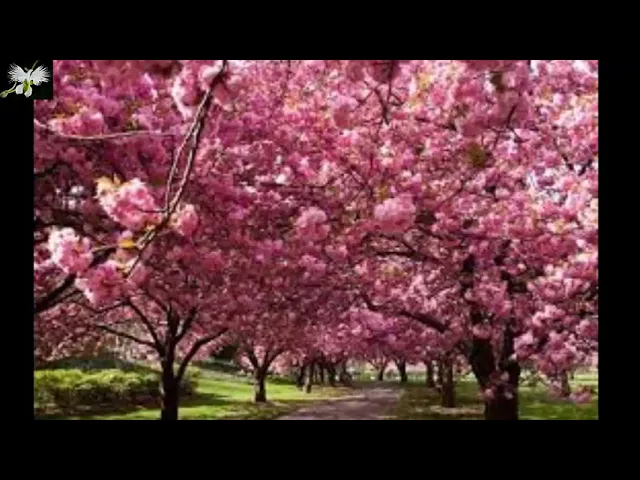 ÁRBOL DE LAS ORQUÍDEAS PATA DE VACA ÁRBOLES Y PALMERAS, MI DIARIO DE JARDÍN