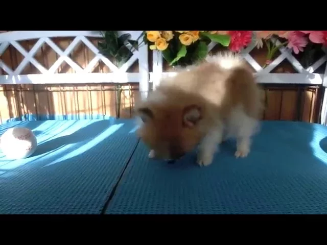動画