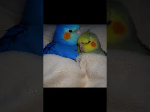 Oh My God😰Wait for end😳 Universal Problem in Every Relationship 🤣🦜
