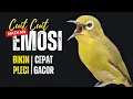 Download Lagu Cuit Cuit Ngalas Materi Pancingan Ampuh Bikin Pleci Bunyi