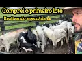 Lagu Comprando as nova bezerras primeiro lote  do crescendo na pecuária pé no chão 