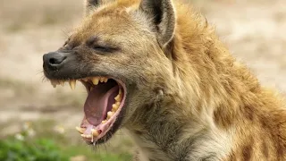 አዲስ አበባን ጨምሮ ያስጨነቀው የጅቦች ሚስጥራዊ ወረራ ህፃናትን ጠብቁ 