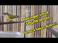 Download Lagu Pancingan untuk SOGON Jantan stres \u0026 macet bunyi !! SOGON BETINA