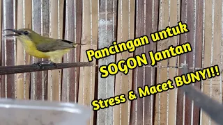 Download Pancingan untuk SOGON Jantan stres \u0026 macet bunyi !! SOGON BETINA MP3