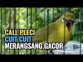 Download Lagu Suara Call Pleci Pancingan Ampuh Bikin Cepat Bunyi #callplecibetina #suaraplecibetina
