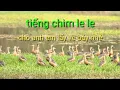 tiếng chim le le cho anh em đi 7 trăm phần trăm ăn chim