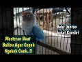 Download Lagu Masteran Lovebird Balibu Jantan Gacor Bakat Konslet