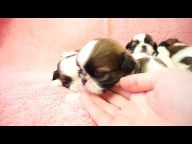 動画