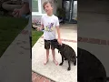 Cane Corso Shepherd Mix doing tricks