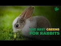 The 5 Best Leafy Greens for Rabbits