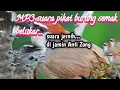 Download Lagu MP3 suara pikat burung semak belukar@jahid channel