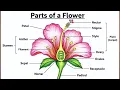 Parts of Flower Easy How to Labelling a Flower How to Draw Longitudinal Section of Flower