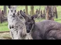 Discover the Secrets of Kangaroo Eating Habits