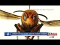 Creighton biologists discuss murder hornets