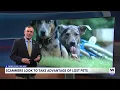 Lee County warns of lost pet scam targeting stressed owners