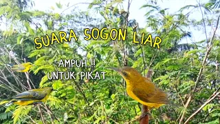 suara ribut sogon liar paling jitu