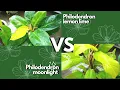Philodendron Moonlight Vs Philodendron Lemon Lime Persamaan dan Perbedaannya
